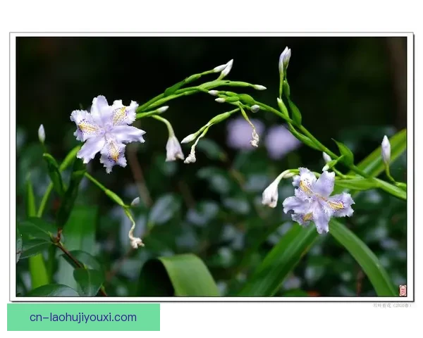 赫莫法姆81-86禾获甸拿区域发展现状与未来规划研究